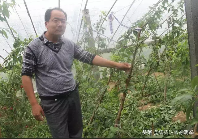 大棚桃子种植技术视频_大棚桃种植技术视频_大棚桃树的种植方法和管理视频