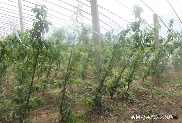 大棚桃种植技术视频_大棚桃树的种植方法和管理视频_大棚桃子种植技术视频