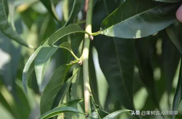 大棚桃种植技术视频_大棚桃子种植技术视频_大棚桃树的种植方法和管理视频