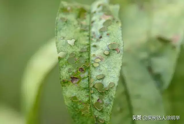 大棚桃种植技术视频_大棚桃子种植技术视频_大棚桃树的种植方法和管理视频