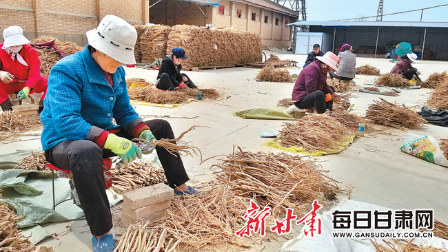 岐伯故里“致富经”——庆城县大力发展中药材产业见闻