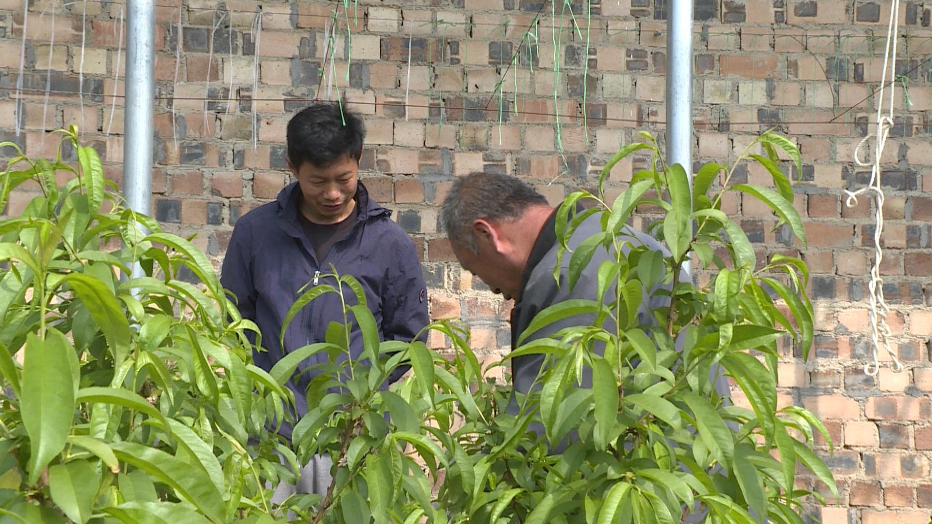 桃子大棚种植_大棚桃种植技术视频_大棚桃树的种植方法和管理视频