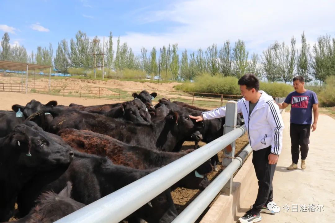 母牛养殖致富行业_致富养殖母牛行业现状_养殖繁育母牛致富案例