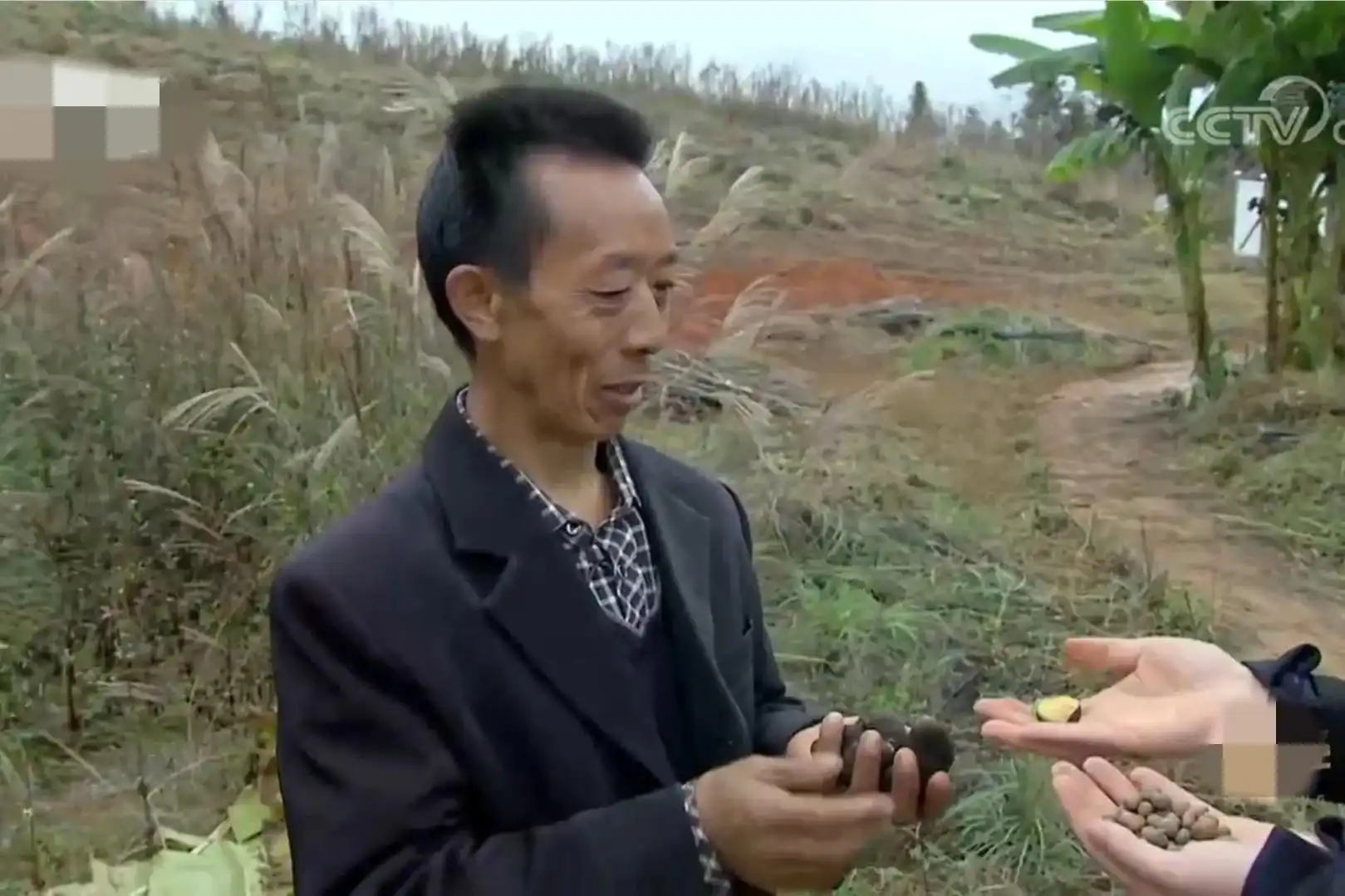 致富种植荒山图片_荒山种植什么致富_荒山种植什么赚钱