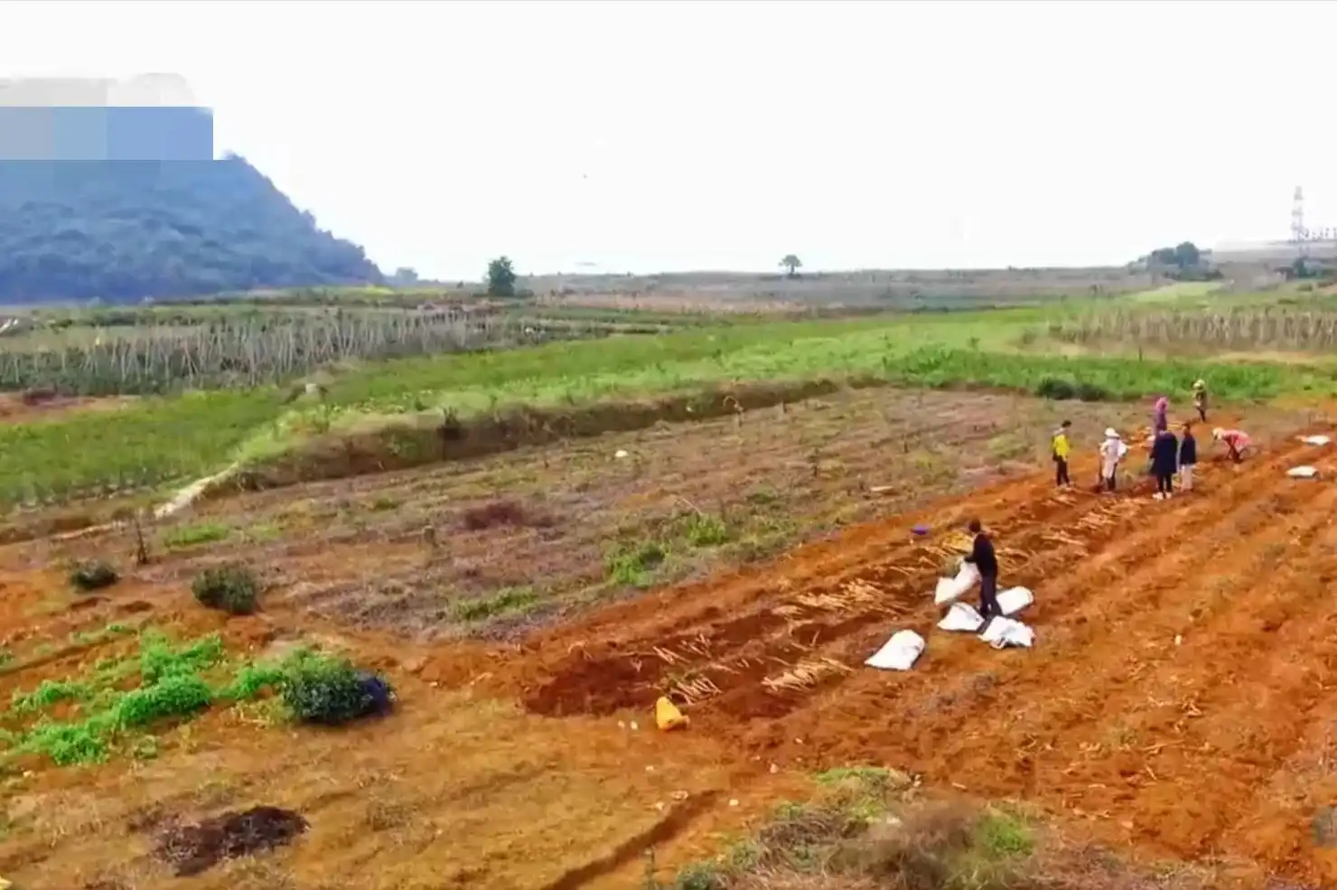 荒山种植什么致富_致富种植荒山图片_荒山种植什么赚钱