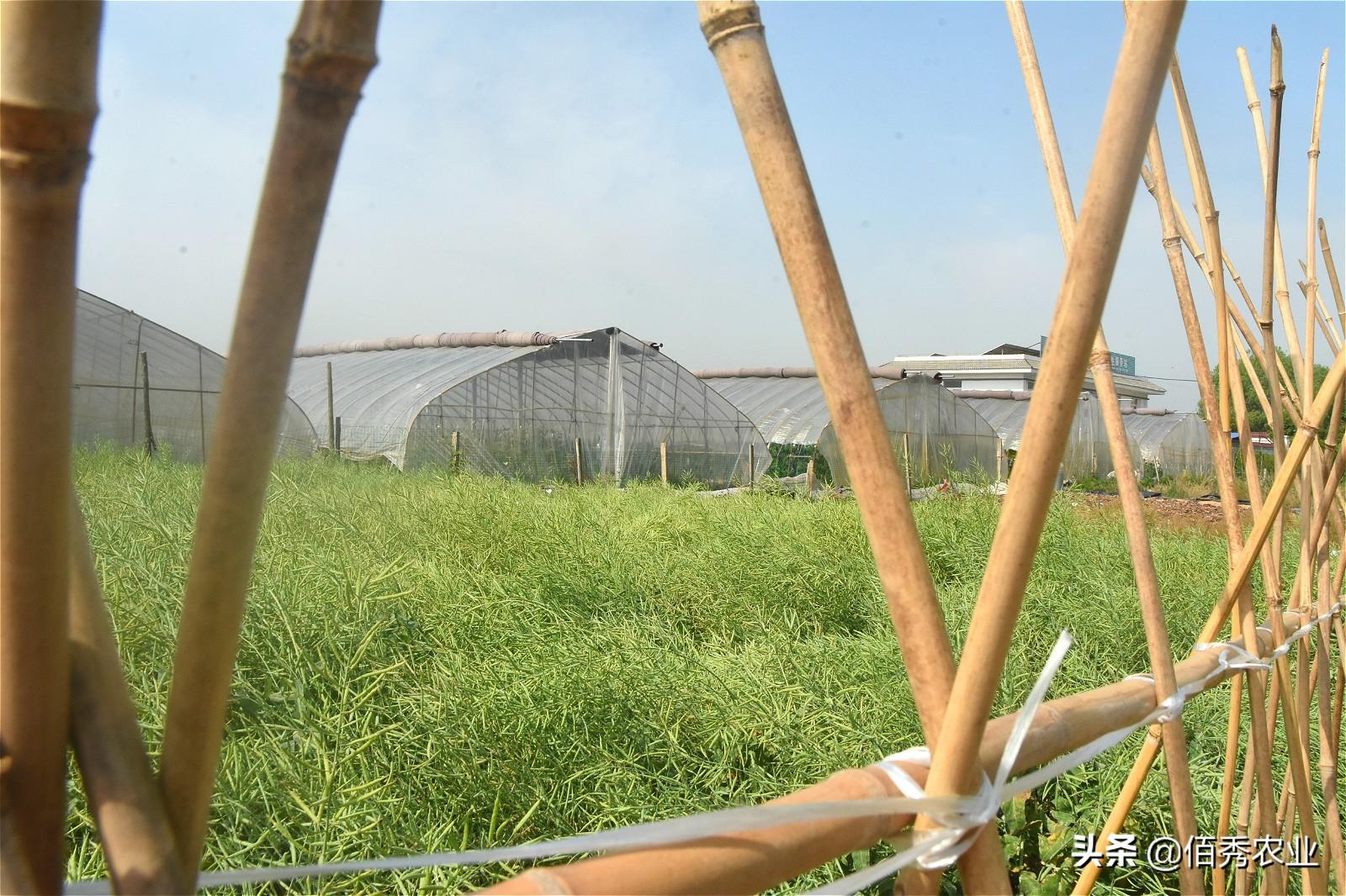 大棚桃树的种植方法和管理视频_大棚桃栽培技术_大棚桃种植技术视频