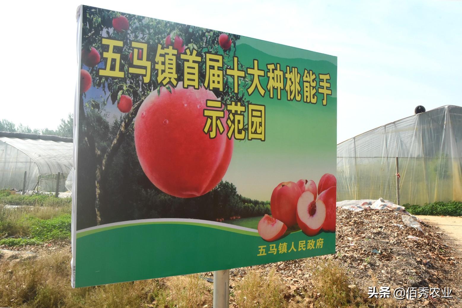 大棚桃栽培技术_大棚桃种植技术视频_大棚桃树的种植方法和管理视频