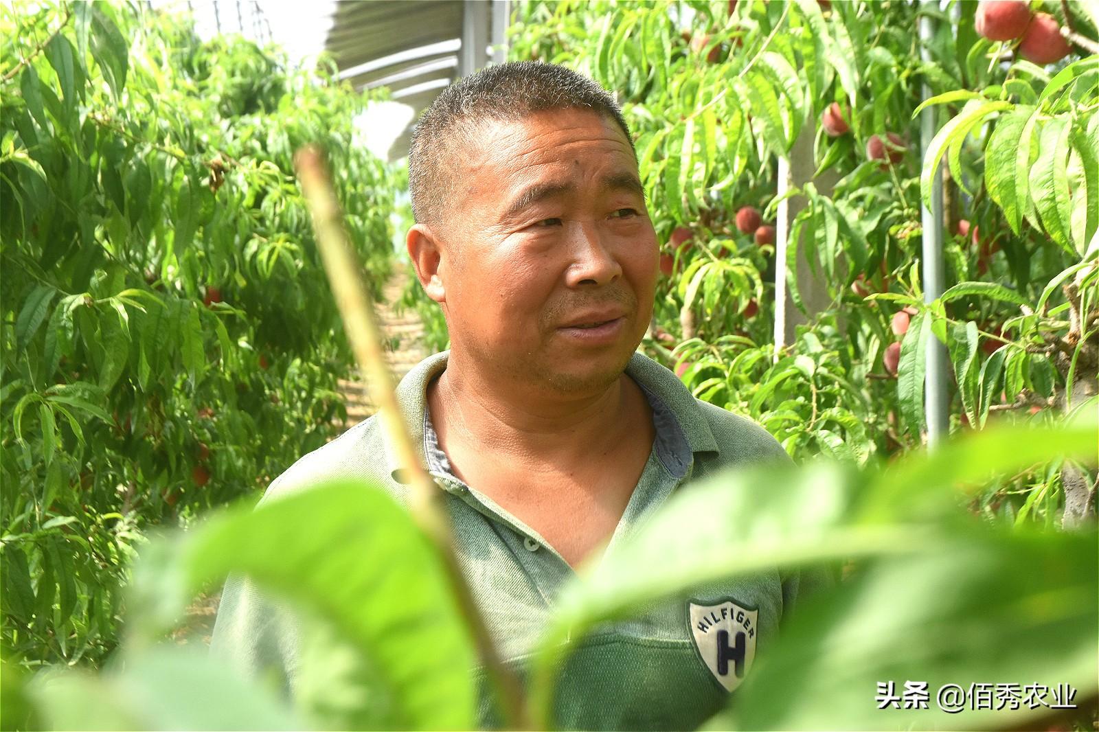 大棚桃树的种植方法和管理视频_大棚桃栽培技术_大棚桃种植技术视频