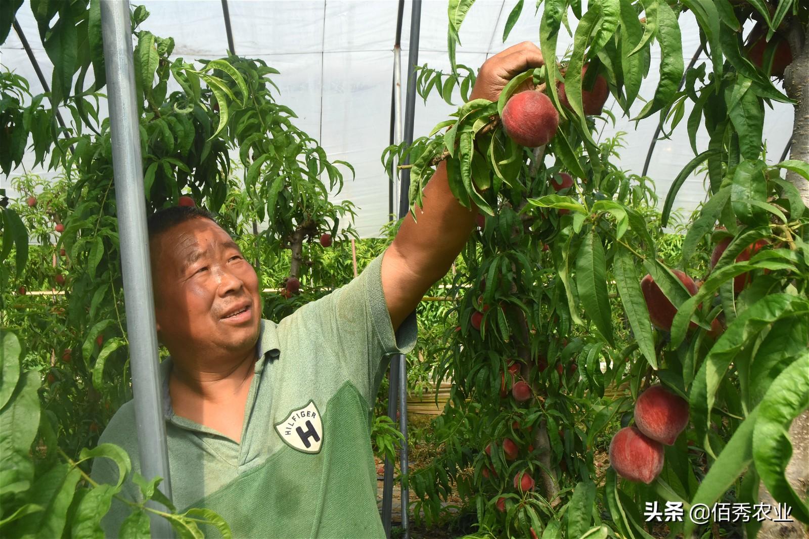 大棚桃种植技术视频_大棚桃树的种植方法和管理视频_大棚桃栽培技术