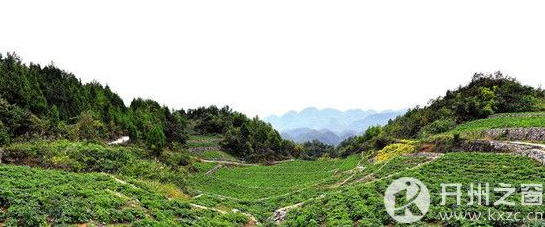 大进镇狠抓产业扶贫 让贫困户种植中药材 走上致富路