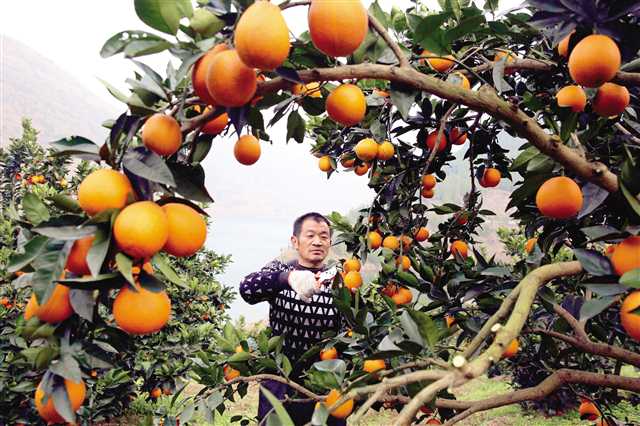 重庆云阳：遍地“黄金果” 铺就致富路