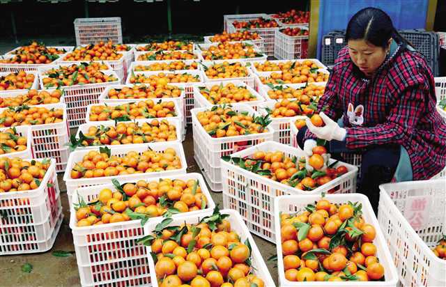 【区县联动】【云阳】重庆云阳：遍地“黄金果” 铺就致富路