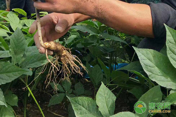 陕西种植致富_适合陕西的种植项目_陕西能种植什么高收入产品