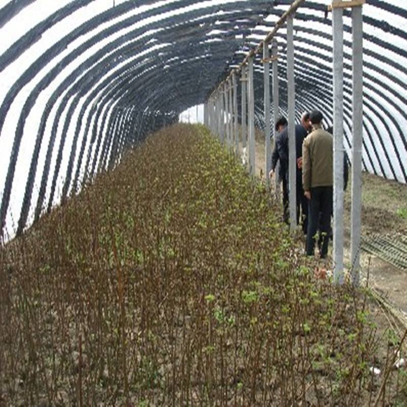 大棚桃树的种植方法和管理视频_大棚桃种植技术视频_大棚桃栽培技术