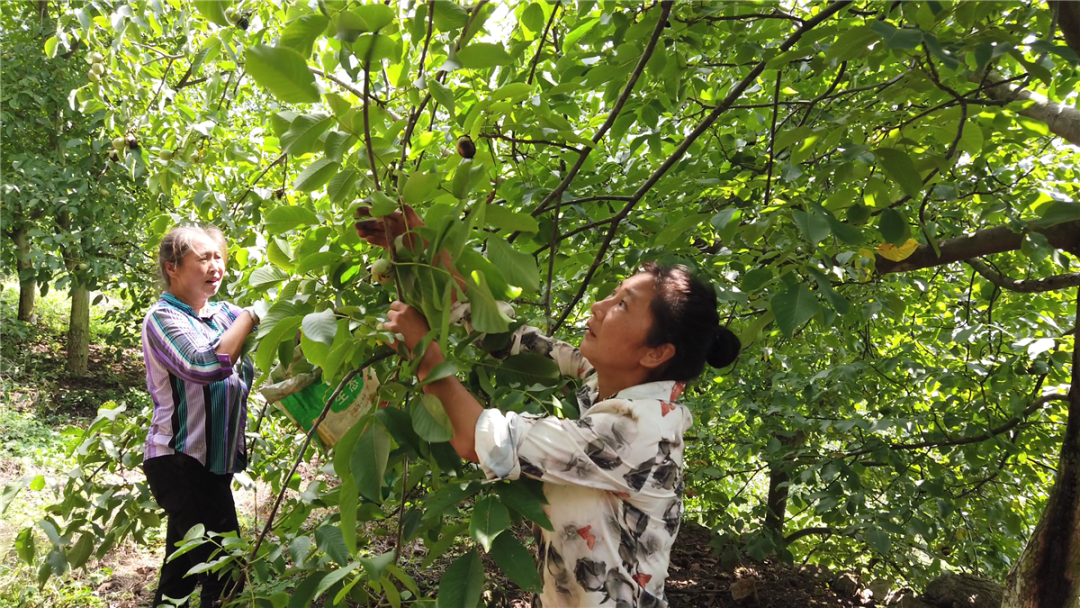 荒山种植什么赚钱_荒山种植什么致富_荒山致富项目