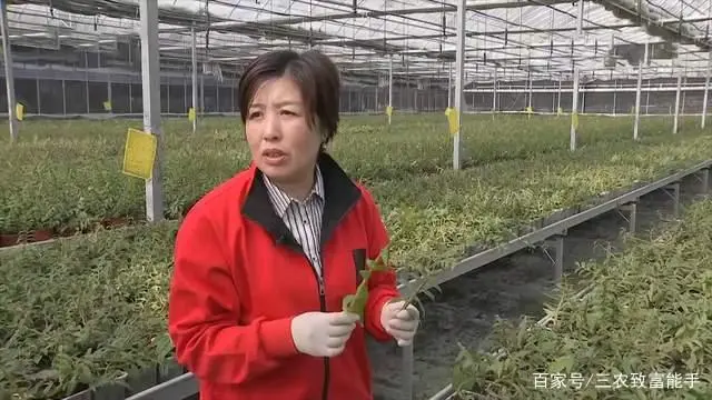 荒山种植什么致富_致富种植荒山图片_荒山种植什么赚钱