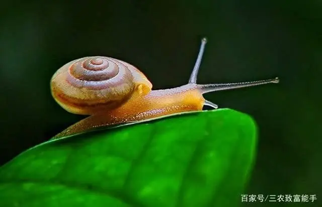 荒山种植什么致富_荒山种植什么赚钱_致富种植荒山图片