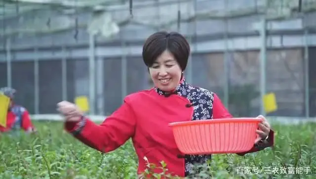 荒山种植什么致富_荒山种植什么赚钱_致富种植荒山图片