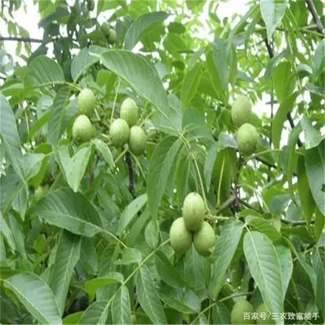 荒山种植什么赚钱_荒山种植什么致富_致富种植荒山图片