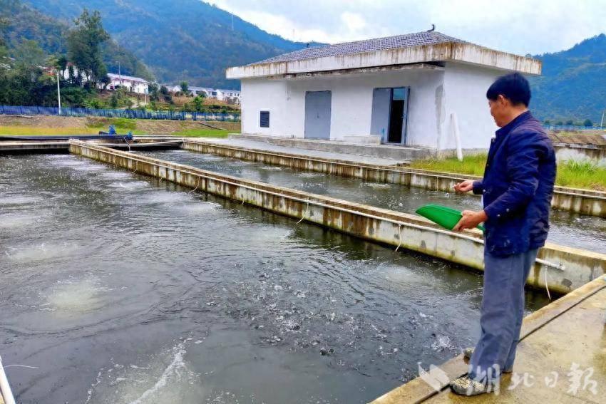 鲈鱼鳖混养殖技术_养殖混鳖鲈鱼技术视频_混养塘怎么钓鳊鱼