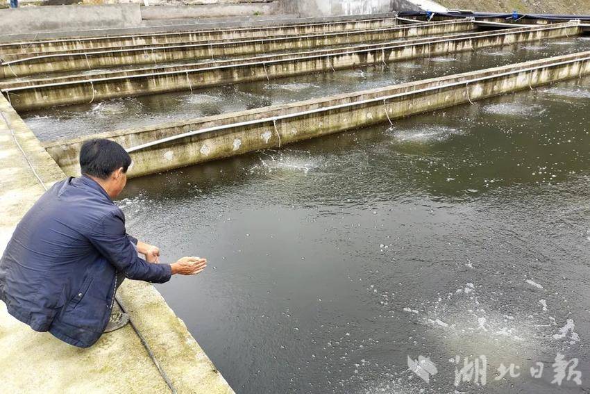 鲈鱼鳖混养殖技术_养殖混鳖鲈鱼技术视频_混养塘怎么钓鳊鱼