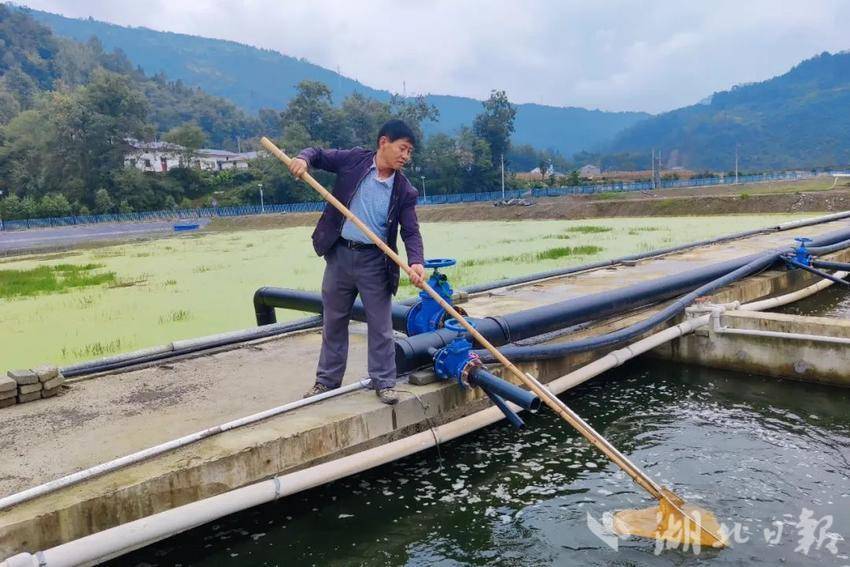 鲈鱼鳖混养殖技术_混养塘怎么钓鳊鱼_养殖混鳖鲈鱼技术视频