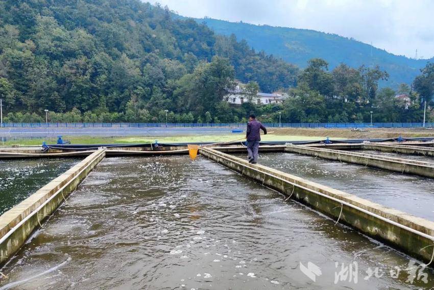 混养塘怎么钓鳊鱼_鲈鱼鳖混养殖技术_养殖混鳖鲈鱼技术视频