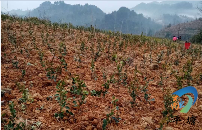 荒山致富项目_荒山种植什么赚钱_荒山种植什么致富