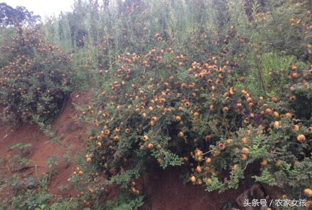 荒山种植什么致富_致富种植荒山图片大全_荒山种植什么赚钱