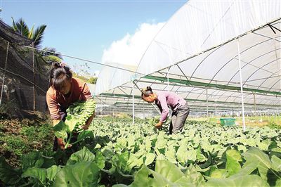 徐薯18多少出一斤淀粉