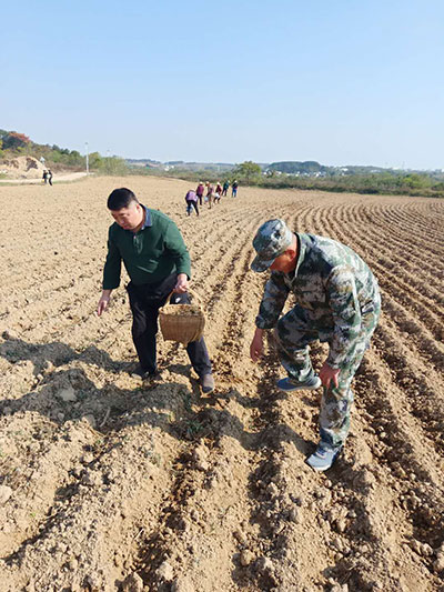 贫困村百亩荒地种上了艾草