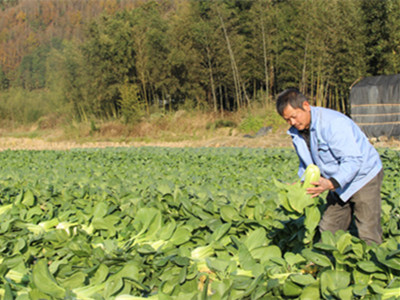 五彩薯红薯包装纸箱：甘肃庆城：20万亩黄花菜喜获丰收 产量达1600万公斤