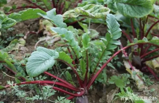 春季红心萝卜种植技术_萝卜春季种植红心技术要点_萝卜春季种植红心技术与管理