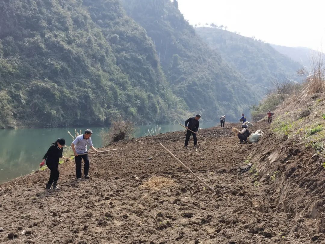 木树镇：小小折耳根  拓宽致富路