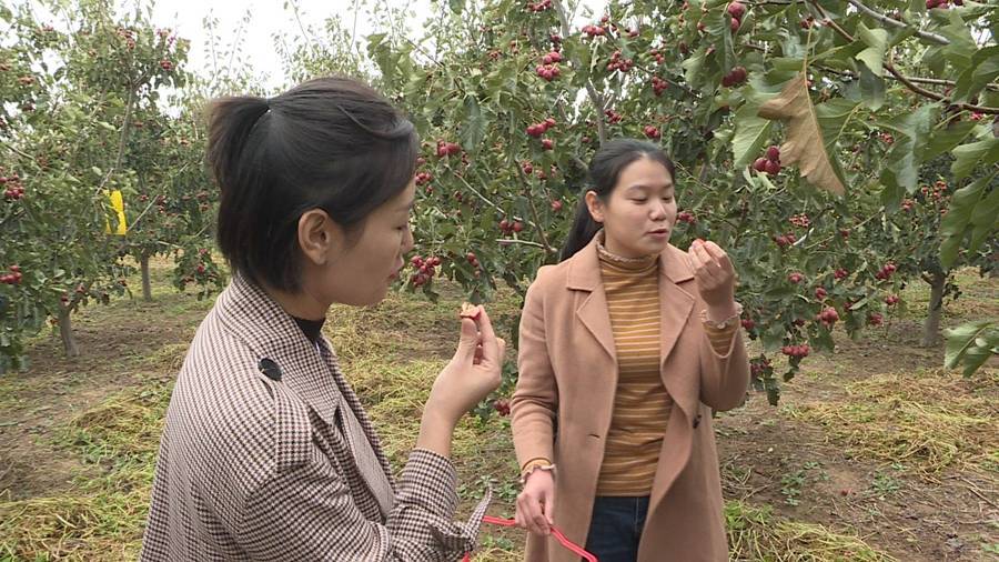 山上种果树需要什么手续_山上种植致富果树_山区种植果树