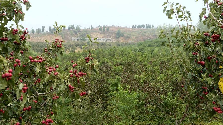 山上种果树需要什么手续_山区种植果树_山上种植致富果树