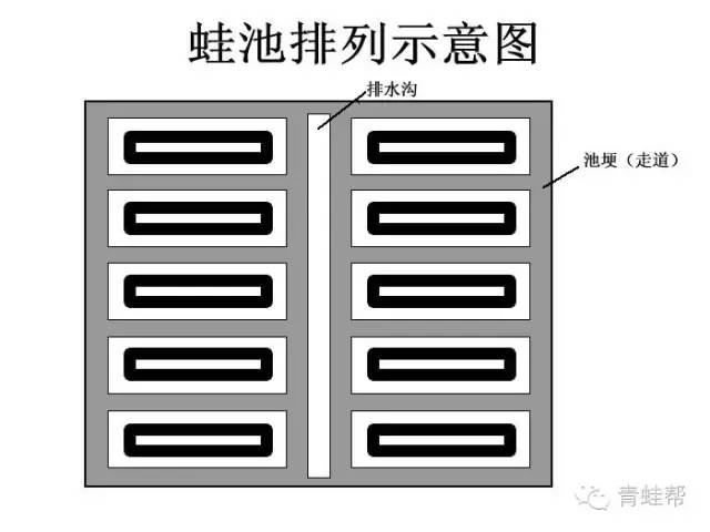 致富经青蛙养殖杜照林_致富经青蛙养殖杜照林_致富经青蛙养殖杜照林