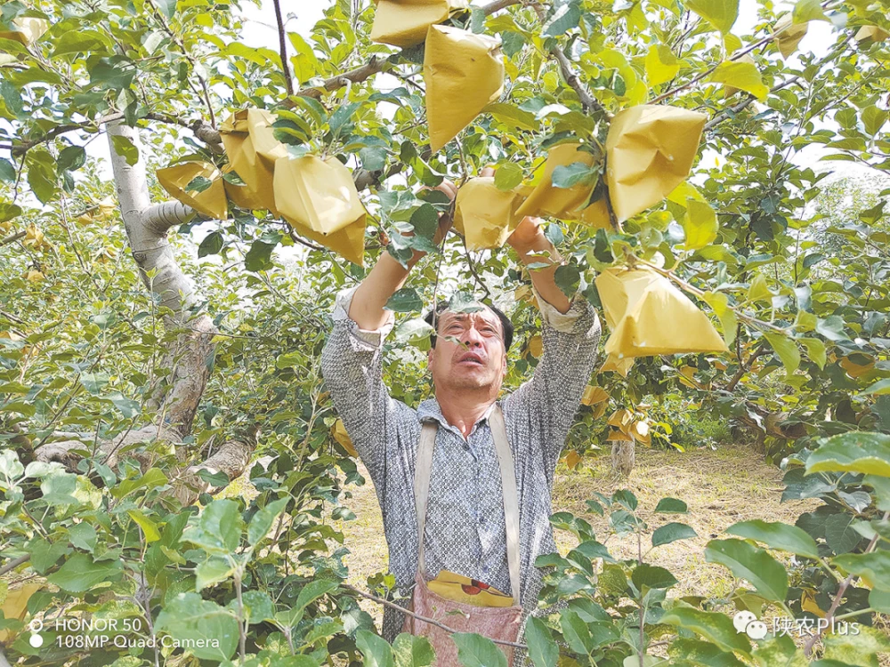 陕西省积极推进“果树上山、腾田种粮”让“花果山”飘香