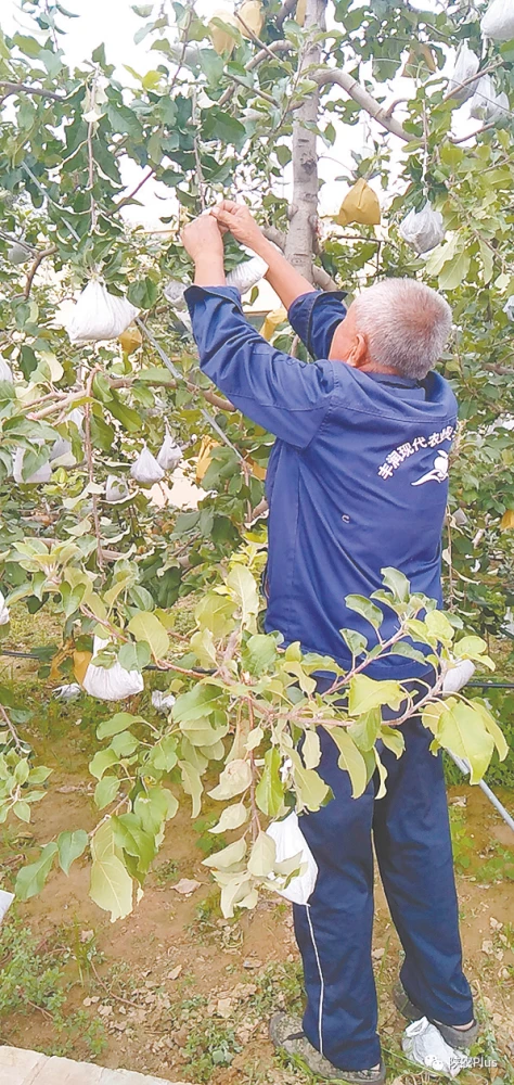 山区种植果树_山上种植致富果树_果树种植致富经