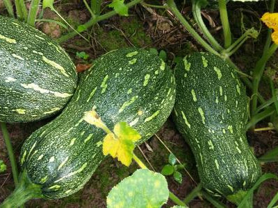 芹菜病虫害防治视频