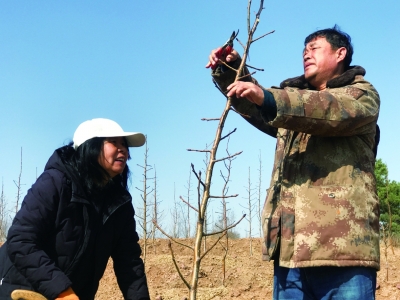 山上种果树需要什么手续_山区种植果树_山上种植致富果树