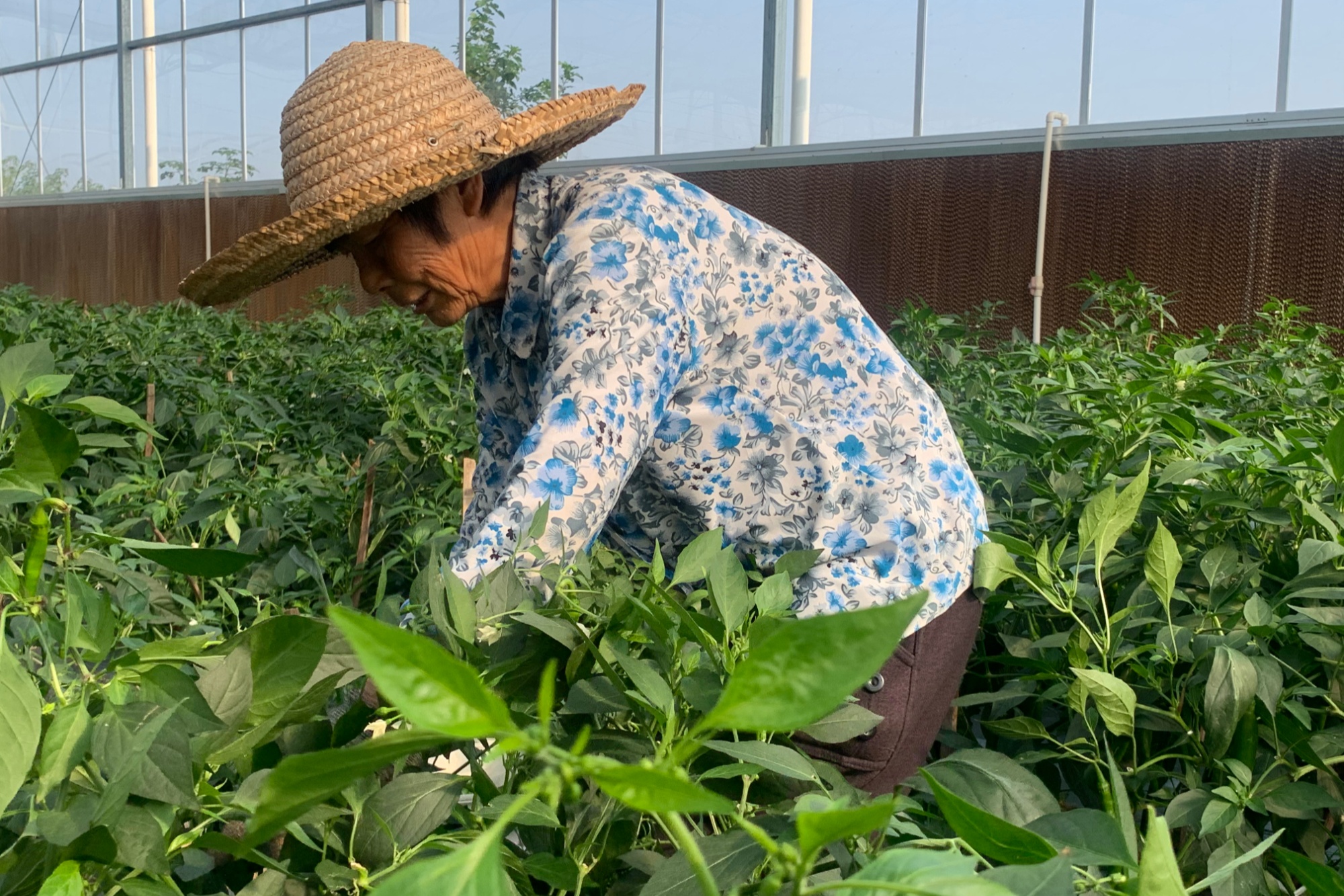 小辣椒种植致富_致富辣椒种植小程序下载_辣椒种植大户的致富经