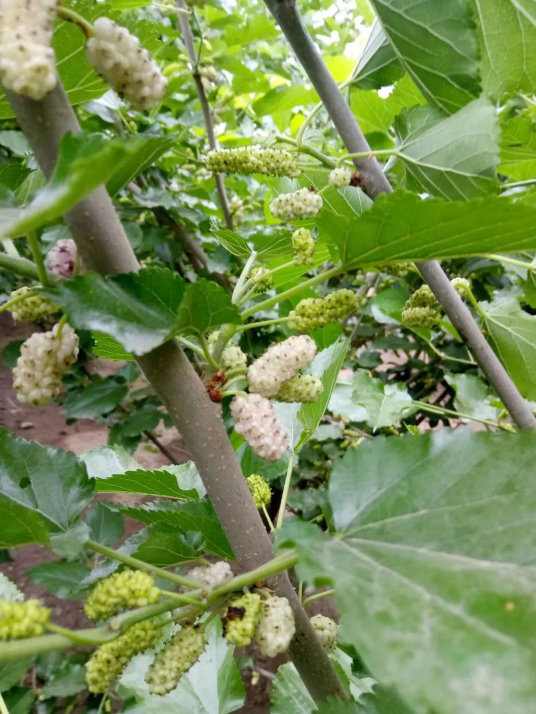 河边种植致富_河边适合种植什么_河边种植的植物