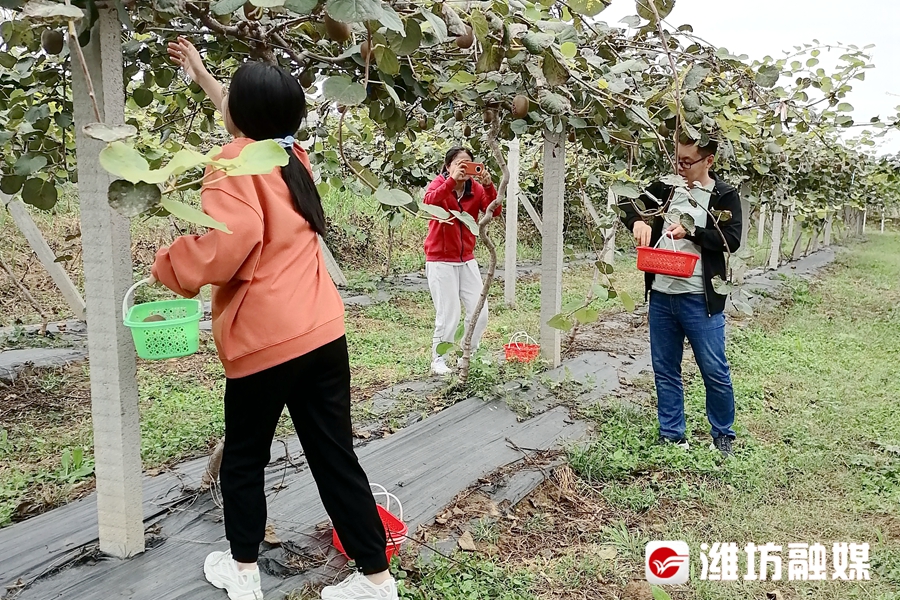 山上种果树需要什么手续_山上种植致富果树_致富果树种植山上还是山下