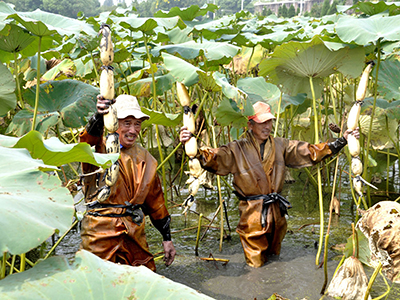 祁东黄花菜基地在哪里