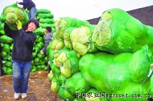 祁东黄花菜基地在哪里