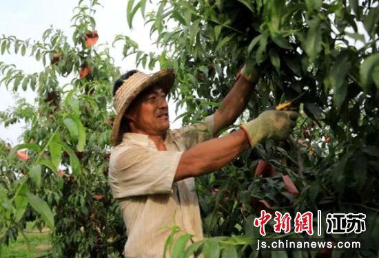 徐州贾汪区才沃村果树更新换代 村民致富“钱景”广