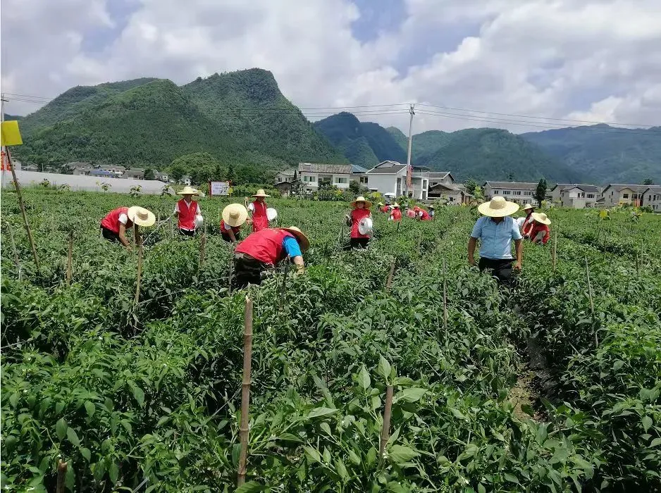 致富经 骆驼_骆驼价值_养骆驼赚钱