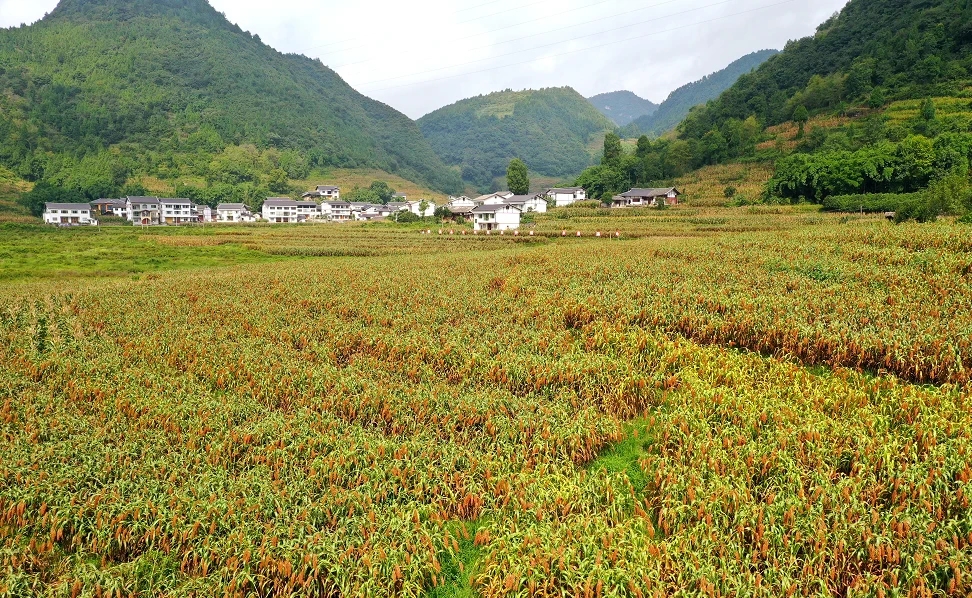 骆驼价值_养骆驼赚钱_致富经 骆驼