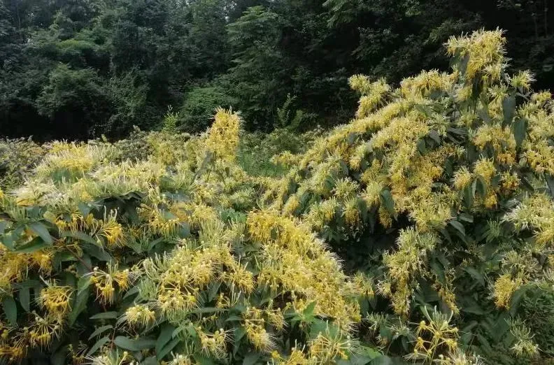 骆驼价值_致富经 骆驼_养骆驼赚钱